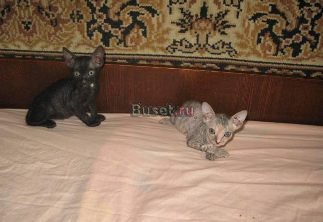 Котята донского сфинкса Челябинск