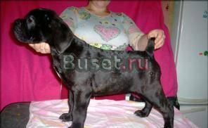 Щенки Кане Корсо Барнаул