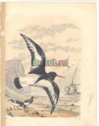 Старинные литографии размер Москва