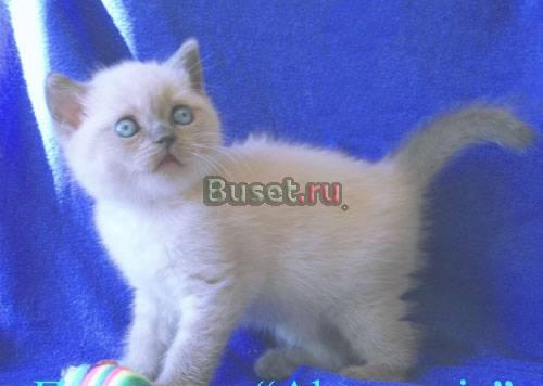 Британские котята окрас блю-поинт и лилак-поинт Москва