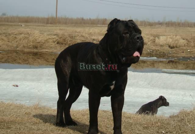 Предлагается для вязки кане корсо Барнаул