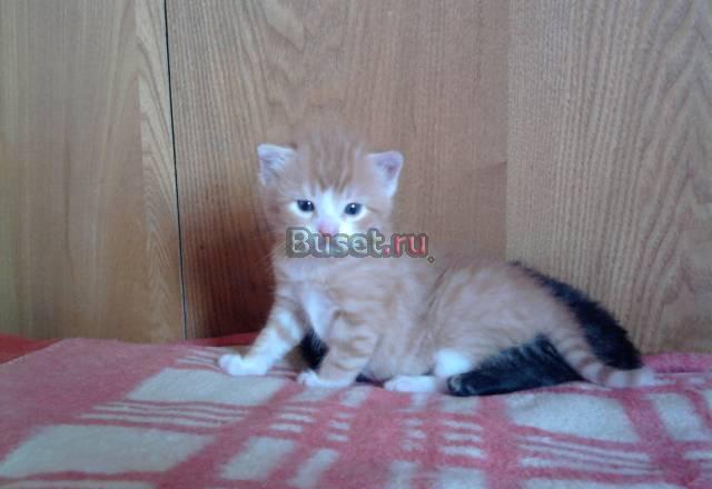 Котятам нужен дом Санкт-Петербург