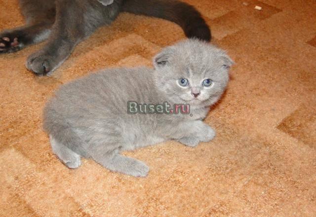 Британские вислоухие котята Москва