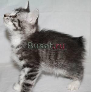 Бобтейл курильский котята Волгоград