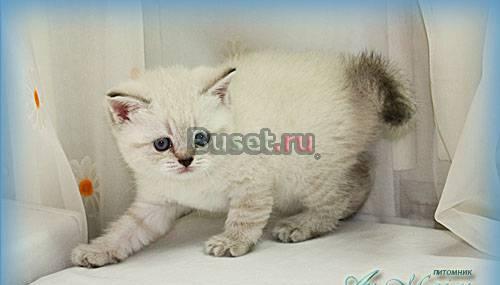 Британские котята для состоятельных дам и господ Санкт-Петербург