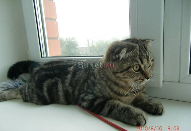Нежный муркотучий котик Москва