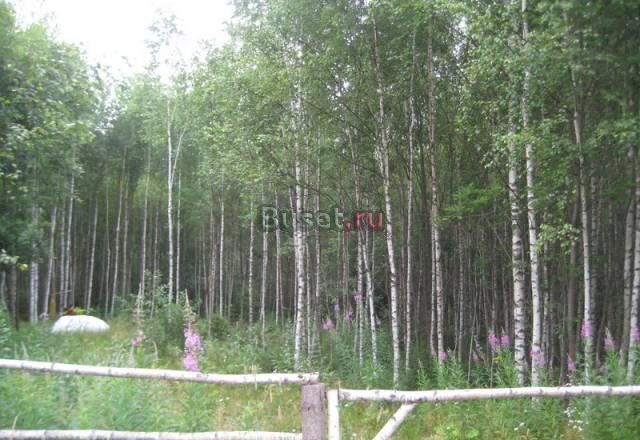Продается участок у леса 10 соток 100 км от МКАД п Москва