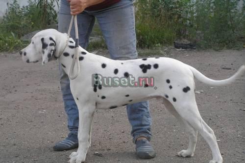 Щенки далматина Красноярск
