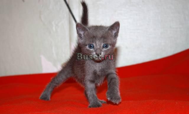 Продам котят Русской Голубой Санкт-Петербург