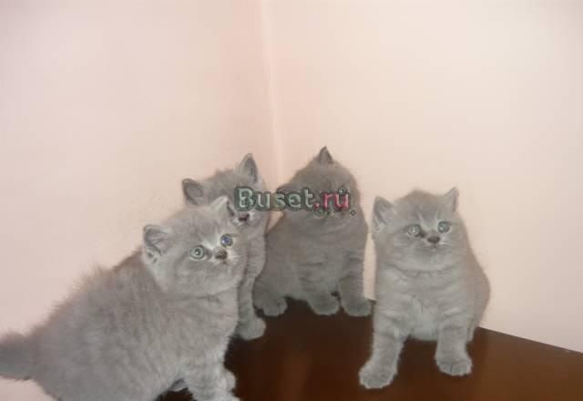 Котят 2 месяца Челябинск