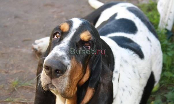 Бассет-хаунд Великий Новгород