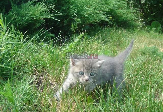 Отдам в добрые руки котят Омск