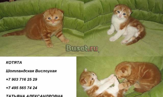 Котята Москва