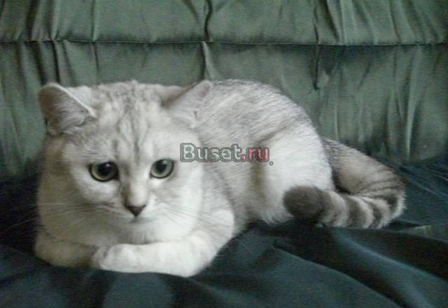 Британские котята Таганрог