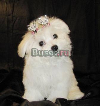 Эксклюзивные щеночки мальтезе Москва