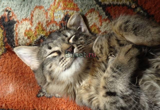 Отдаю в хорошие ручки хорошенького котика Москва