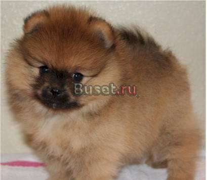 Померанского шпица щенков Ульяновск