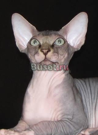 Котята канадского сфинкса Челябинск