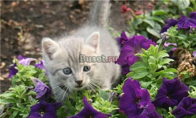 Британский котёнок-мальчик Москва