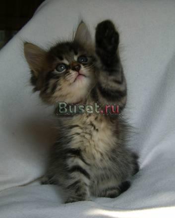 Мальчик-красавчик в добрые руки Москва