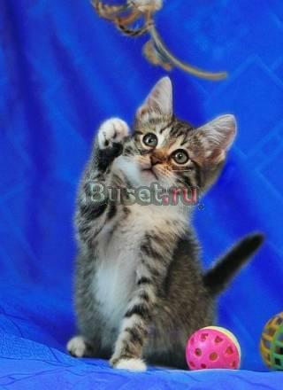 Котята, мальчик и девочка, 2,5 мес., в дар Москва