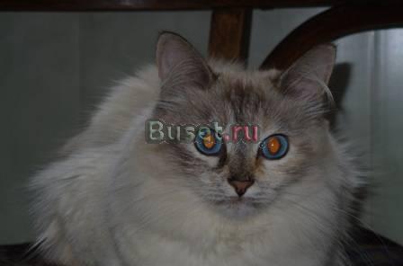 Пропала кошка Раменское