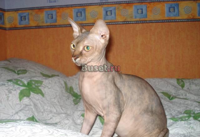Кошка Канадский сфинкс Тула