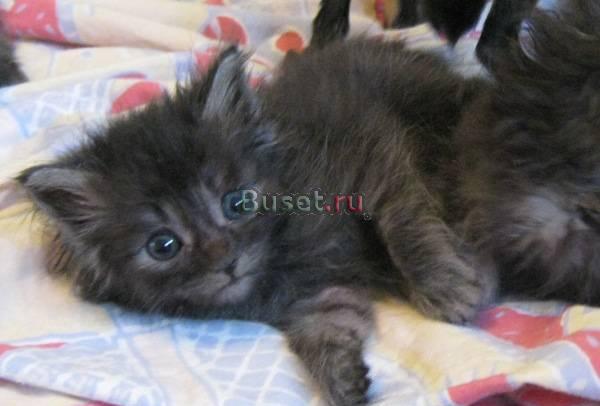 Очаровательные котята Москва