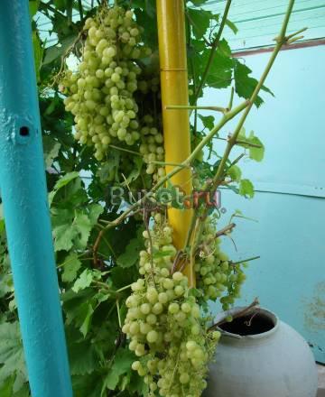 Виноград 1 кг 70 рублей Саратов