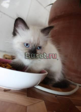 Невские маскарадные котята Москва