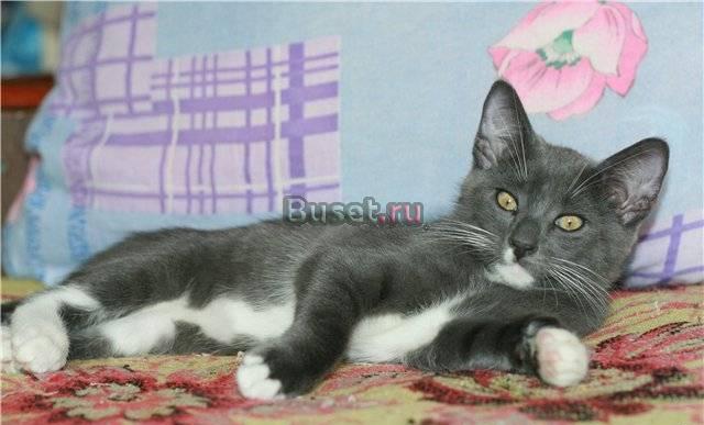 Котик Тошенька, метис русской голубой,в дар Москва