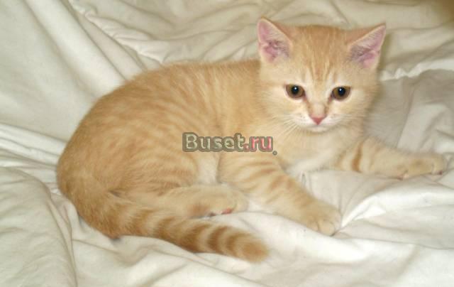 Шотландские котята Санкт-Петербург