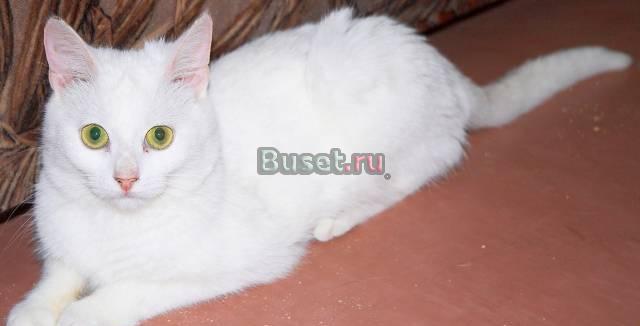 Белый котенок как в рекламе Catsan в хорошие руки Санкт-Петербург