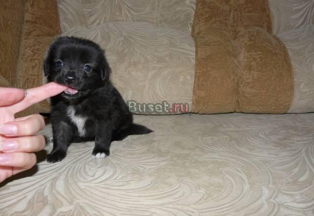 Длинношерстные девочки чихуахуа,недорого Саратов