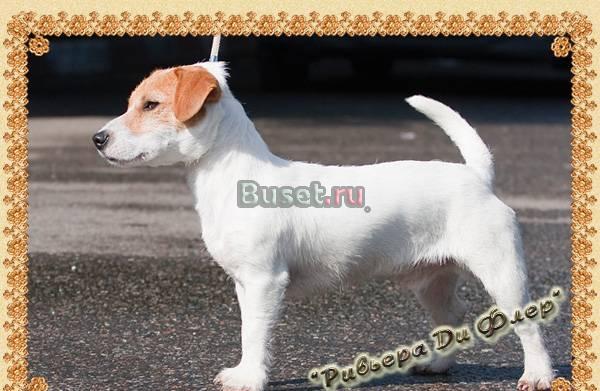 Вязки. Кобель Джек рассел терьера Рикоран Яндекс Москва