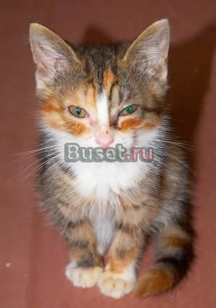 Котенок - озорная рыжинка, в хорошие руки Санкт-Петербург