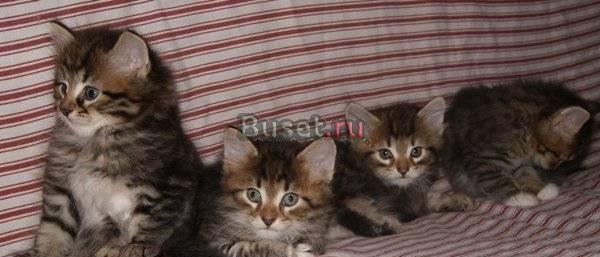 Сибирские котята Калининград
