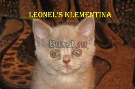 Британские котята из питомника Леонель Санкт-Петербург
