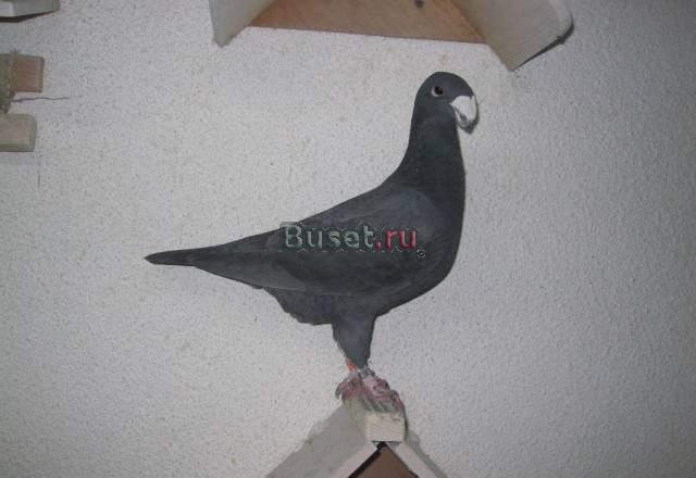 Продаю голубей Москва