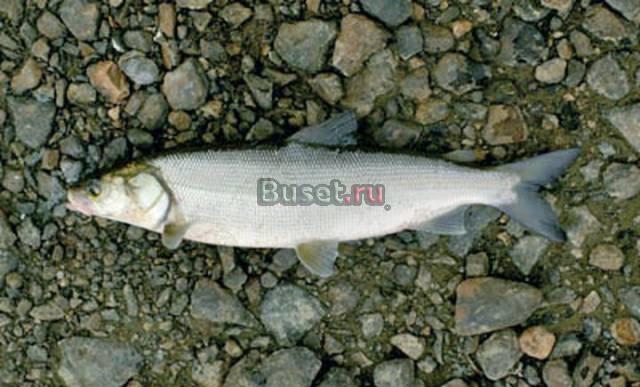 Куплю муксун ,нельма Москва