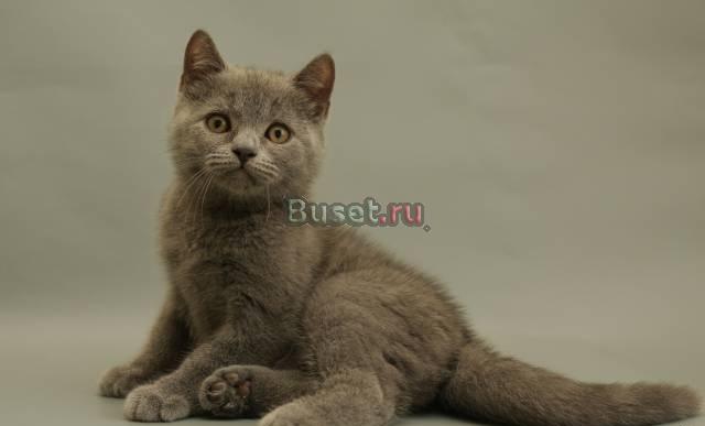 Британские мраморные пятнистые котята Москва