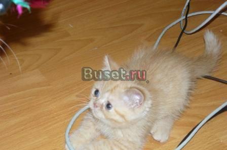 Продаются персидские и экзотические котята Новосибирск