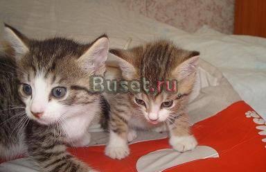 Отдам котят в хорошие руки Санкт-Петербург