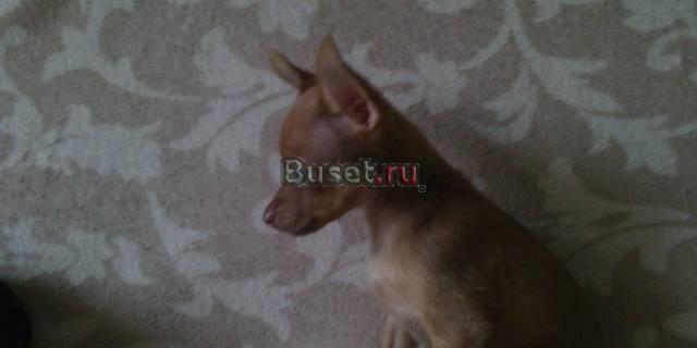 Милашка тойчик Санкт-Петербург