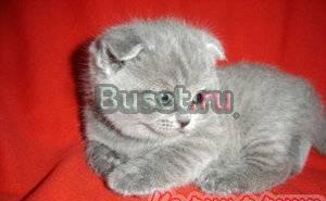 Котята британские и шотландские вислоухие Москва