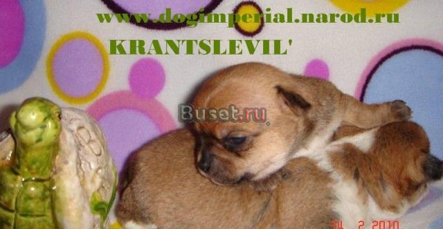 Чихуахуа щенки шоу-классДля выставок и разведения Санкт-Петербург