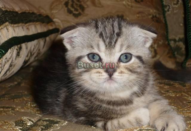 Шотландский котёнок Белгород