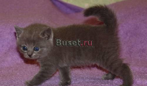 Британские котята Ростов-на-Дону
