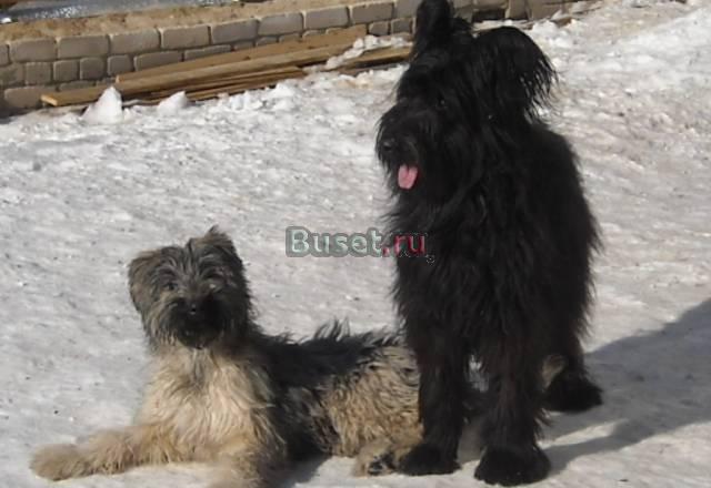 Щенки бриара РКФ Иваново