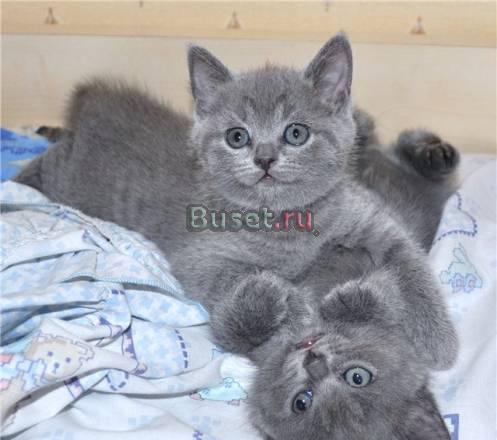 Осталось 2 котенка, спешите Москва